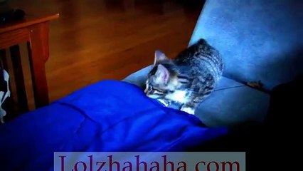 Cute kitten falling asleep after playing