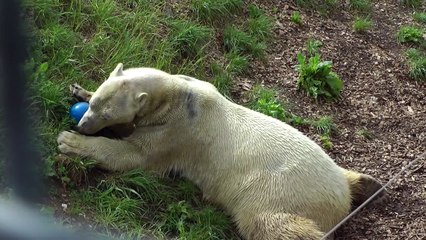 Eisbär Flocke spürt das herannahende Gewitter und genießt die frische Luft - Marineland Antibes