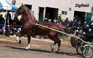 Great Canadian Dutch Horse Stallion Parade 2013