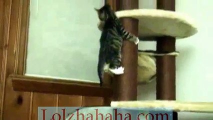 Cute kitten falling off cat tree