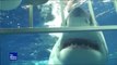 Beachgoers In Massachusetts Rescue Great White Shark