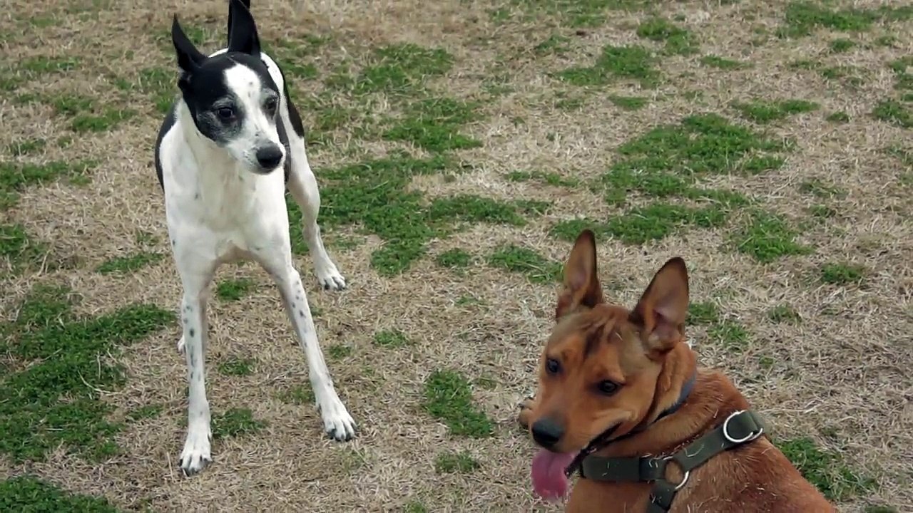 Dog with 3 legs plays with my dog, Engles.