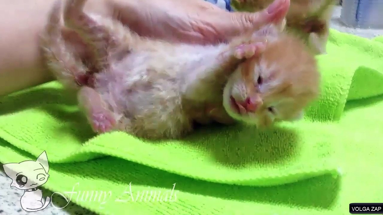 cute cats & kittens - chats & chatons