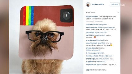 Best dressed dogs on Instagram