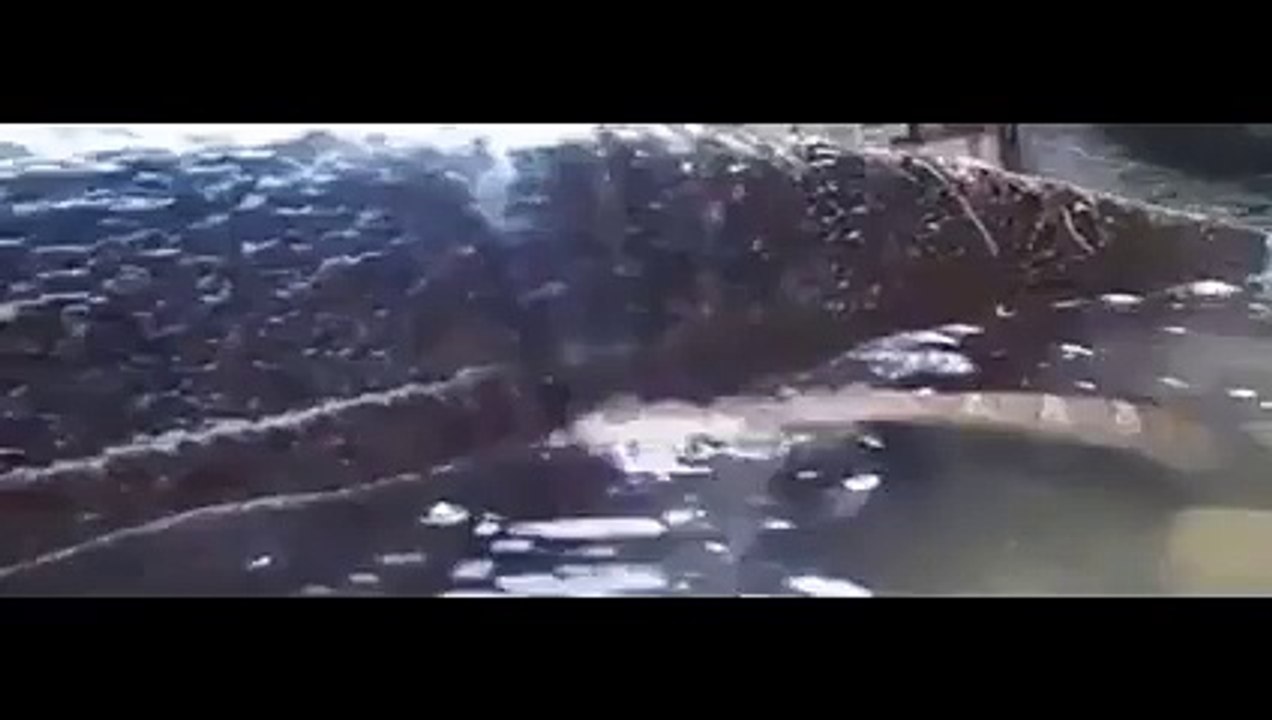 Snake and tortoise  Horrible Fighting