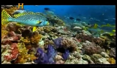 Evolução do Olho - Documentário (2008)