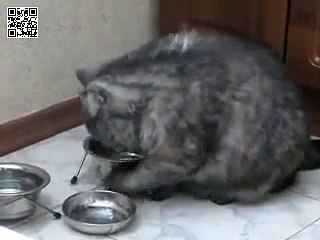 Борзый кот намекает на еду!