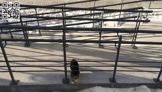 Кот домой пришел!