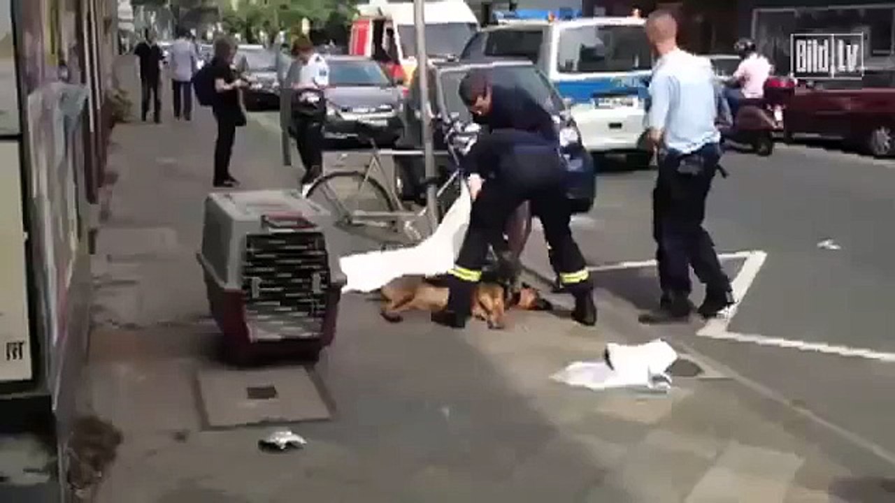 Schock-Video: Tierquäler wirft Hund aus 4. Stock