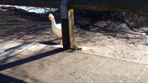 Nasty hissing white goose among Canada Geese