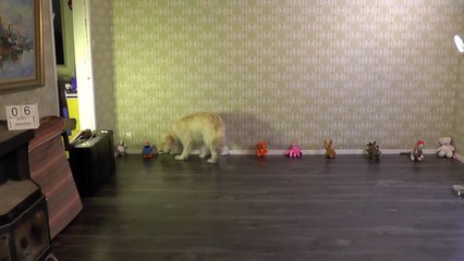 Amazing videos of the world. Golden Retriever fail or Poodle success? Goldendoodle! no76 2015