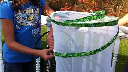 Stacey Releasing Her Home Raised Butterflies Into The Wild
