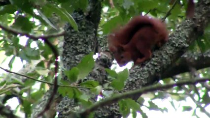 Esquilo vermelho - Ardilla Roja - Red Squirrel - Sciurus Vulgaris