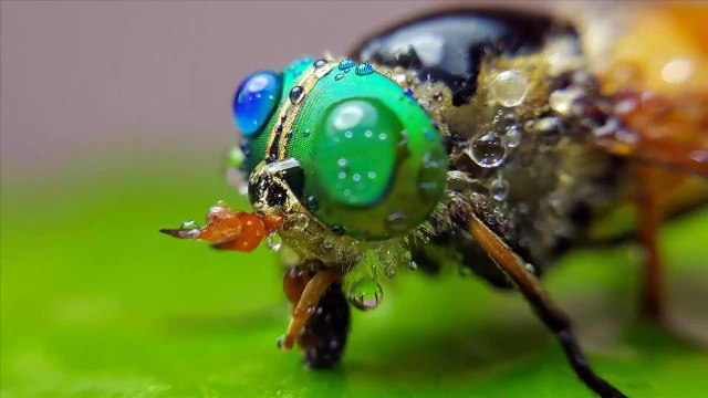 FOCUS STACKING: Macro Tutorial