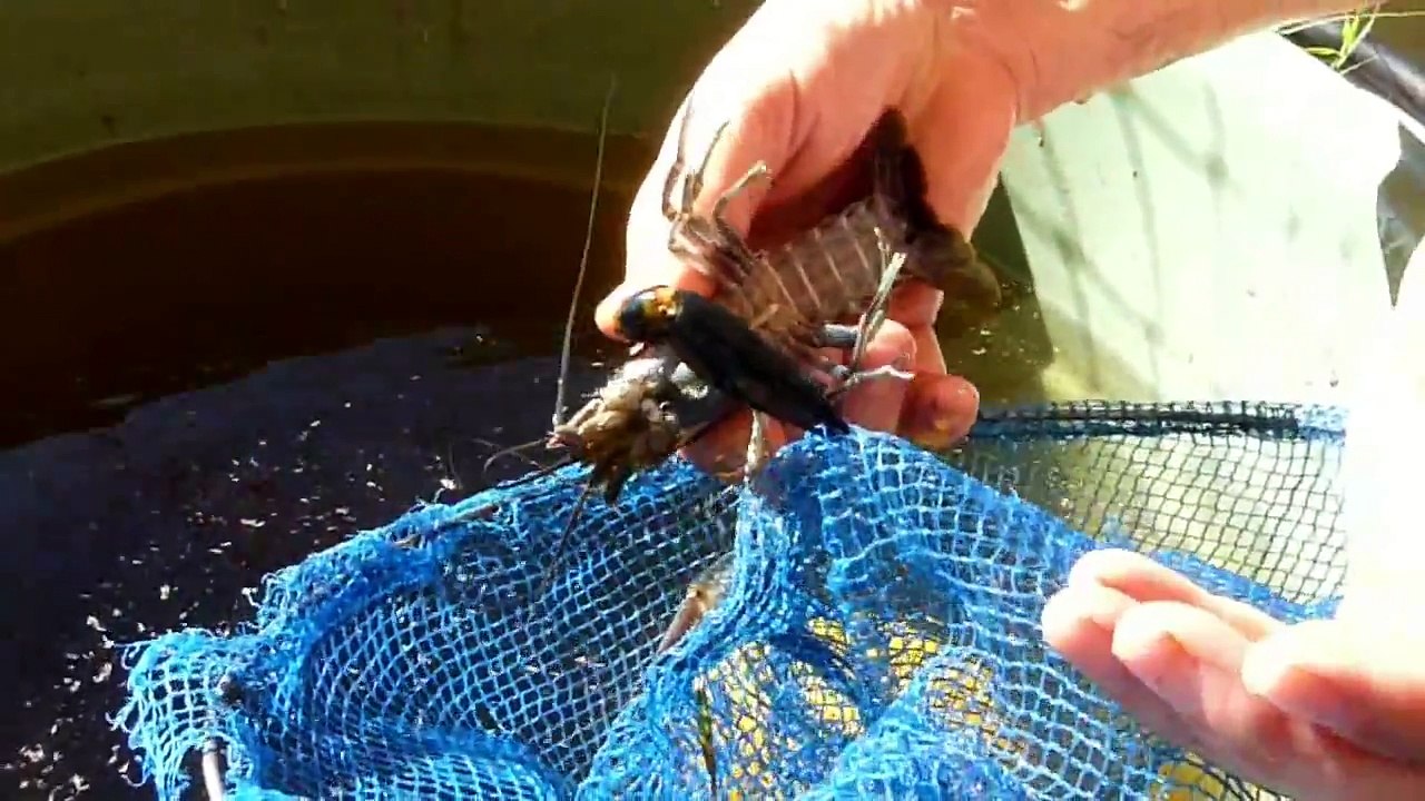 Crayfish In Aquaponics
