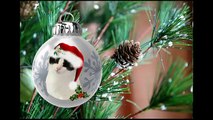 Jingle Cats - Rescued Feral Cats Sing Silent Night