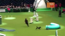 Un chien lors d'un parcours d'agility