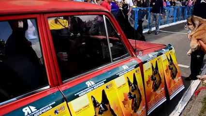 Виставка собак "Вірне серце" м. Івано - Франківськ