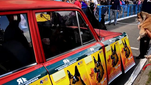 Виставка собак Вірне серце м. Івано - Франківськ