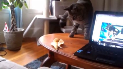Funny Cats vs Bananas Compilation 2015