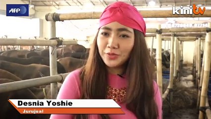Indonesia korban ‘lembu mewah’ sempena Aidiladha