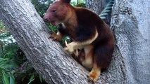 Baby Tree Kangaroo Debuts At Sydney's Taronga Zoo