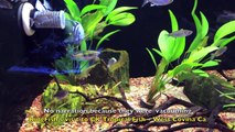 Very Good Calif  Tropical Fish Store for African Cichlids, Freshwater and Saltwater fish
