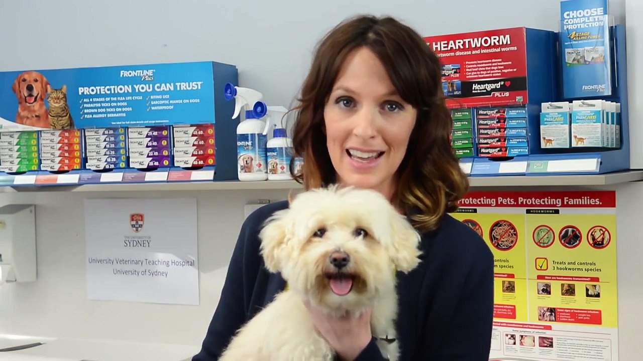 How to apply FRONTLINE SPRAY