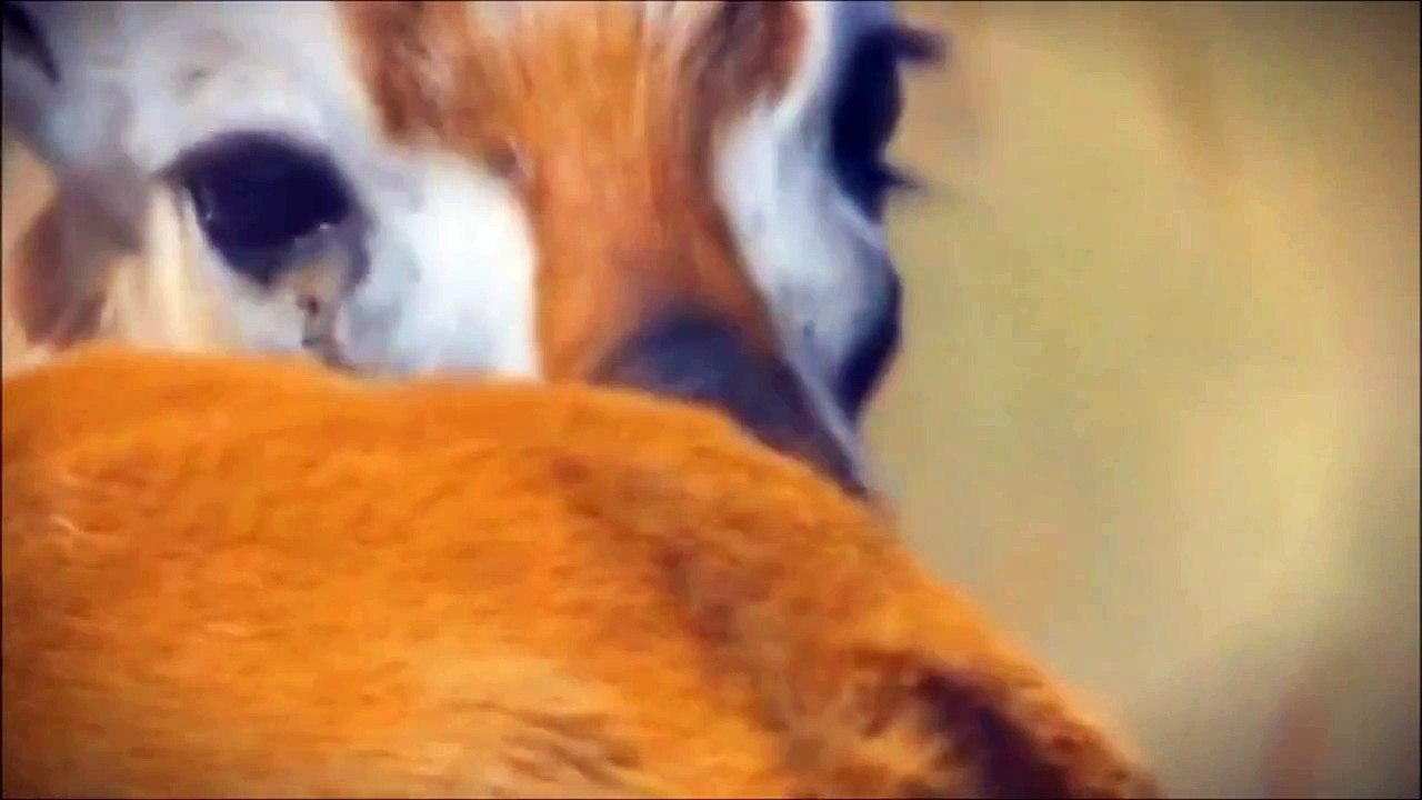 Cheetah RUN! The King of Speed