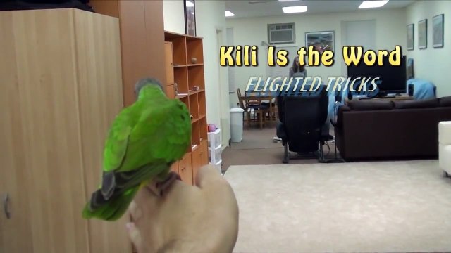 Kili Senegal Parrot - Flighted Parrot Tricks Medley (Flying Senegal Parrot Tricks)
