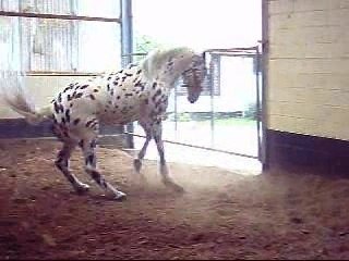 Dak Fou: Key Player Spotlight 🏈