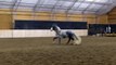 Padrino, Andalusian Stallion at play