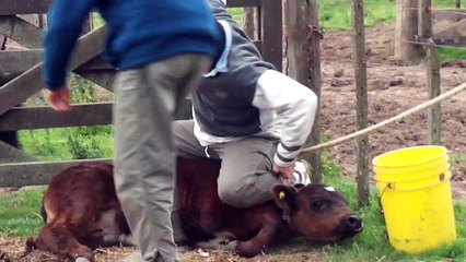 Como tumbar un ternero y no morir entre las cuerdas.