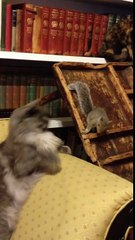 Chester the Squirrel and Sam the Cat playing