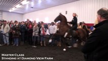 Master Class - American Saddlebred Stallion