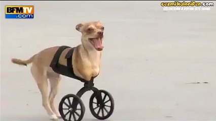 Bir Köpeğin Yaşama Sevincine Ortak Olmak