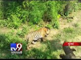 Help Save Tigers: Maharashtra's request to Big B, Sachin Tendulkar - Tv9 Gujarati