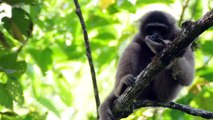 Bornean Gibbon