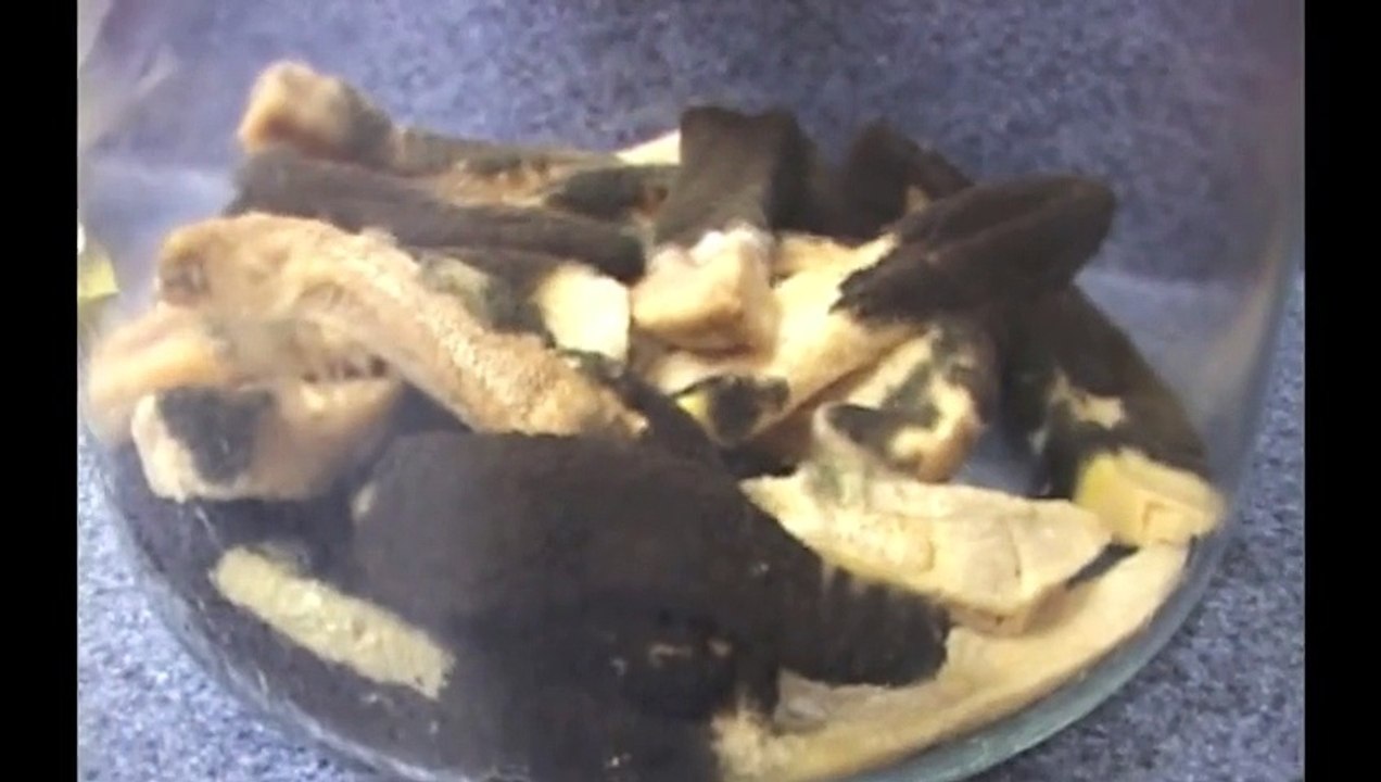 Decomposition Of McDonald's Burgers And Fries