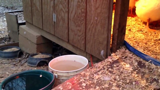 How we keep our pet duckies (ducks) warm on the cold cold winter weeks