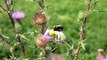 American Goldfinch Feeding On Thistle In Windy Conditions
