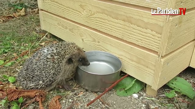 Des hérissons remis sur pattes à Saint-Prix