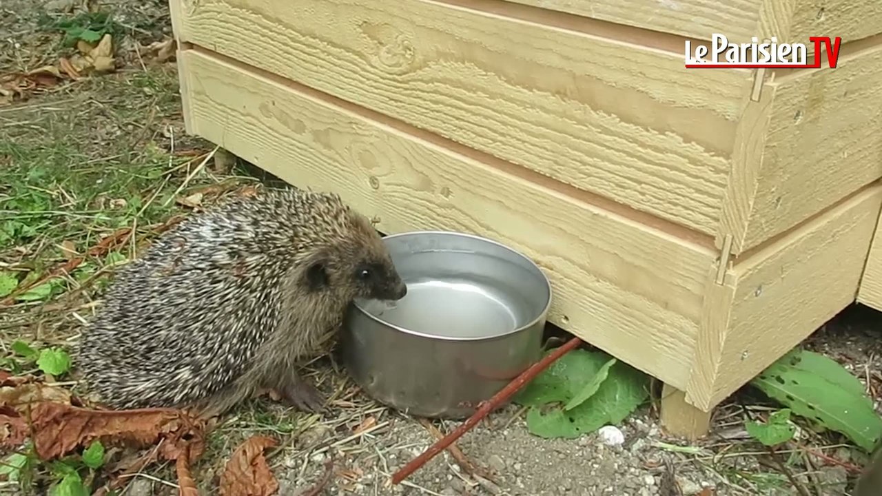 Des hérissons remis sur pattes à Saint-Prix