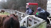 Animal Farm Arche Warder - Ark for rare livestock breeds - Funny