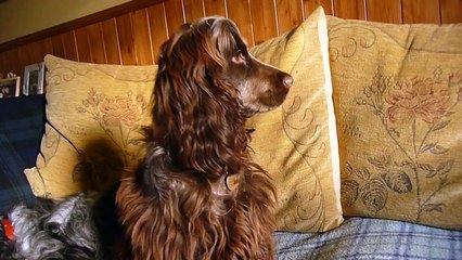 Howling Cocker Spaniel