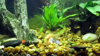 Сомик мета альбинос (Corydoras metae albino) нерест