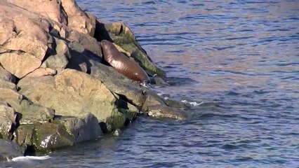 Walrus calf falls off rock