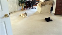 Blue Persian cat Lexi thinks Shih Tzu dog Lacey is nuts!