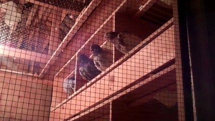 Racing Pigeons; Power of Observation, Lavender Hill Lofts, Washington DC