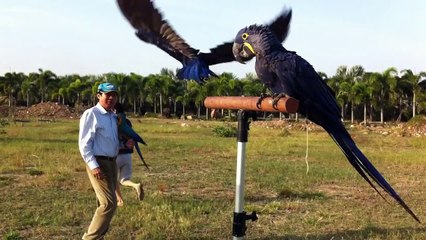 hyacinth macaw first time outdoor flying